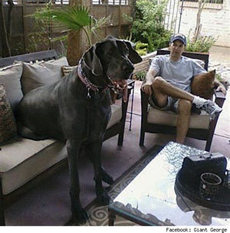 Giant George The Worlds Largest Dog He Weighs 230 Lbs And Stands