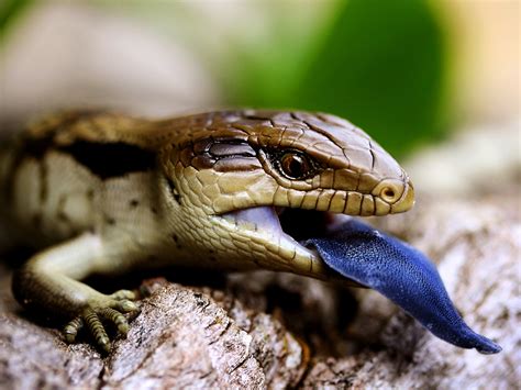 Blue Tongue Lizard Australia