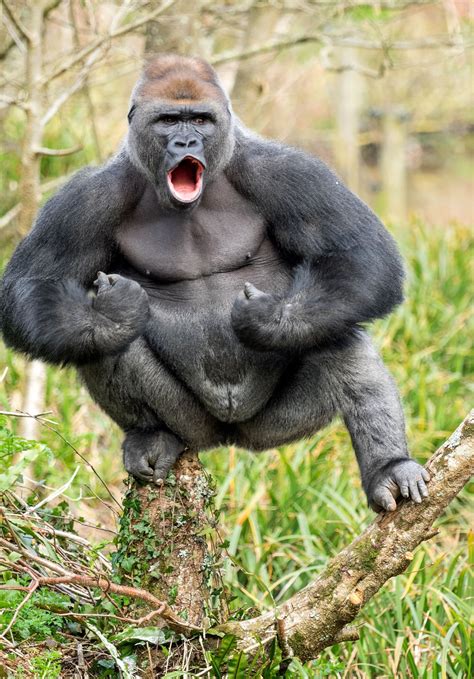 Un Chimpancé tiene la fuerza de 5 hombres .Un gorila la de 20 - Forocoches