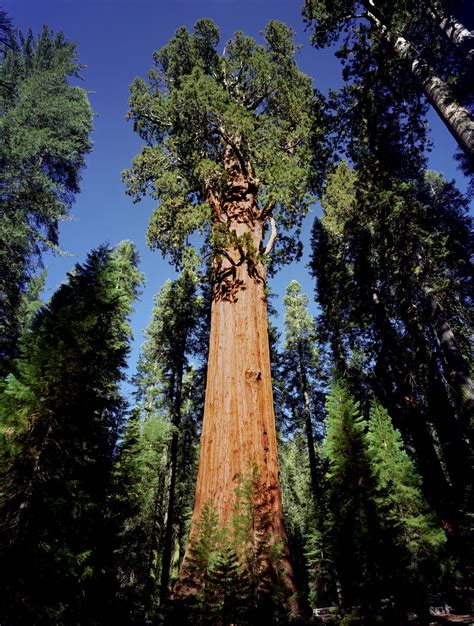 General Sherman Tree Defiant Redwood Of The Week