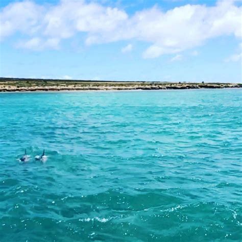 Bolting Out The Blue In Baird Bay 🐬 Baird Bay Ocean Eco