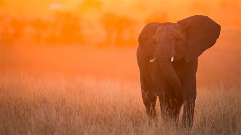 1920x1080 Elephant In Sunset Kenya Africa 1080p Laptop Full Hd