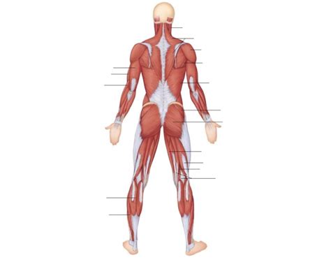 The human shoulder is made up of three bones: Posterior View - Superficial Muscles of the Body