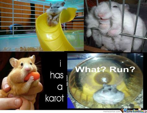 Fat Hamsters By Rachelwise Meme Center