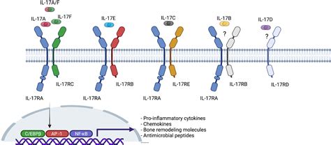 Frontiers Targeting The Interleukin 23interleukin 17 Inflammatory