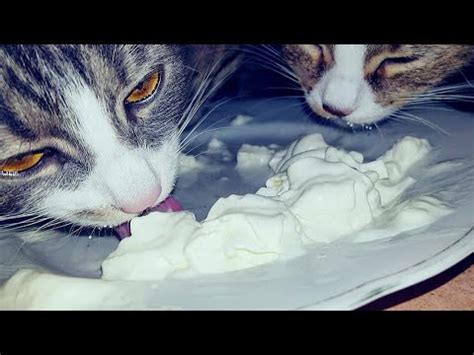 Asmr Cats Licking Whipped Cream Licking Smacking Eating Sounds