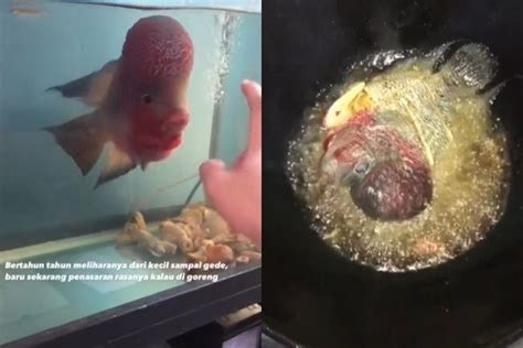 Viral Cowok Nangis Goreng Ikan Lohan Kesayangan Ending Bikin Syok Berat