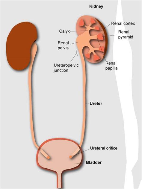 Kidney Diagram Simple Healthiack