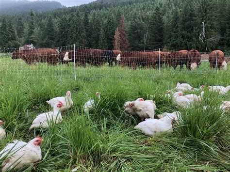 Farm Job Armstrong Bc Fresh Valley Farms Farm Worker Poultry
