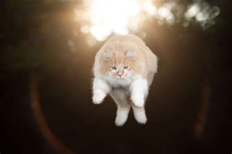 Orange Cat Jump Stock Photos Pictures And Royalty Free Images Istock