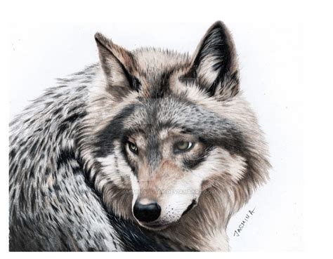 Drawing Pictures Of Wolves At Getdrawings Free Download
