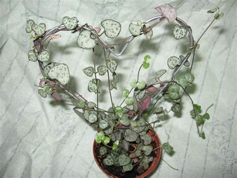 Dainty Chain Of Hearts Trained On A Wire Heart Ceropegia Woodii
