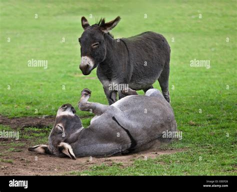 Rolling Donkey Hi Res Stock Photography And Images Alamy