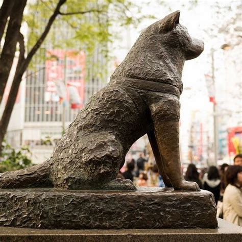Hachiko The Most Loyal Dog In History Amusing Planet