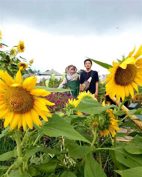 Beragam koleksi bunga di taman bunga bip pandeglang banten (foto @bundadvier). Pesona Taman Bunga Kadung Hejo di Pandeglang - Backpacker ...