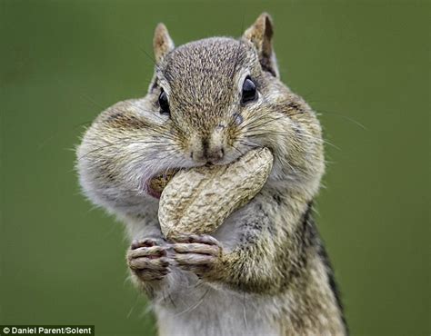 Greedy Chipmunk Gorges On Nuts Until His Cheeks Look Ready To Explode Daily Mail Online