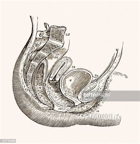 Klitoris Bildbanker Med Illustrationer Och Tecknat Getty Images