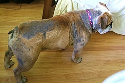 25 Lovely What Is Demodex Mites In Dogs Demodectic Mange