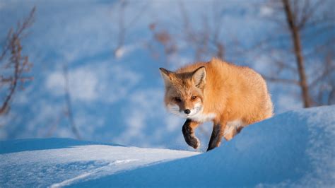 Imagini De Fundal Iarnă Rece Mamifere Animale Zăpadă Vulpe