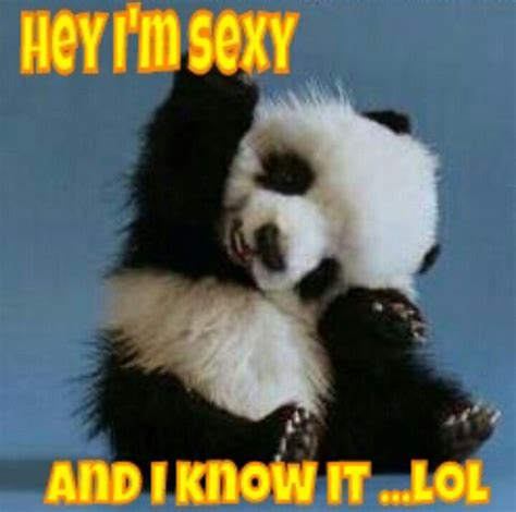 Baby Panda Bear Funny Quotes Quotesgram