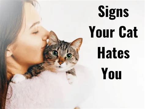 21 Signs Your Cat Hates You
