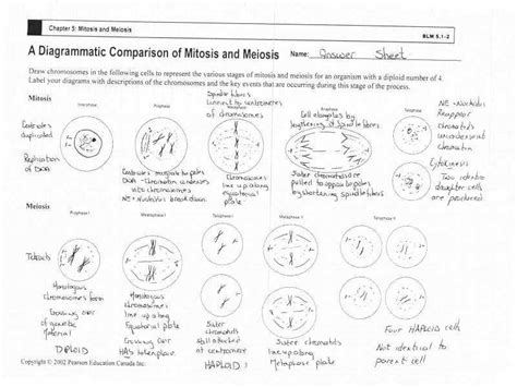 Meiosis And Mitosis Worksheet