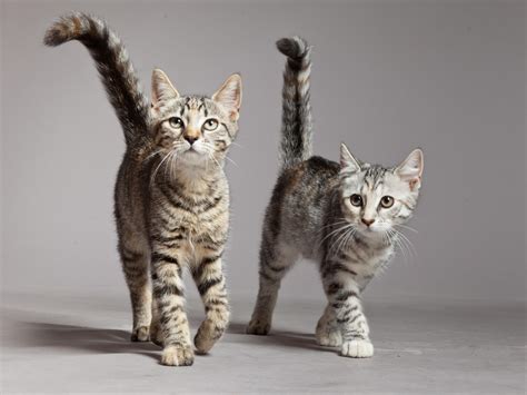 Tabbies' patterns may be swirled like marble, which is called classic coloring. Tabby Cats - Colours, Markings and Breeds of Tabby Cat ...