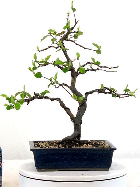 Chinese Quince Bonsai Bonsai Learning Center Store