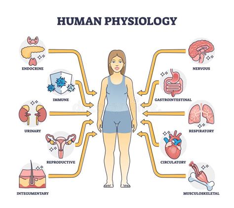 Fisiologia Umana Come Funzione Del Corpo E Schema Generale Dello Studio