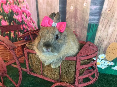 Netherland Dwarf