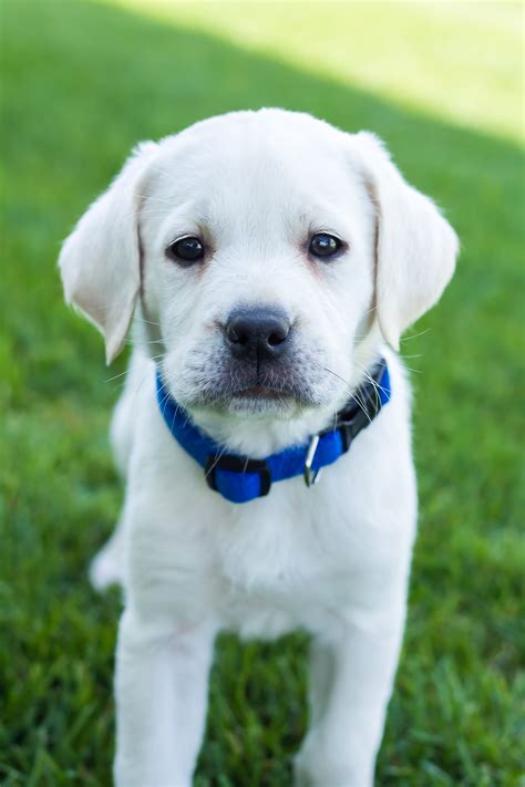 For akc registered puppies in corvallis, or, white fire golden retrievers is the company to choose. Male White Labrador Puppy-PLACED - Puppy Steps Training