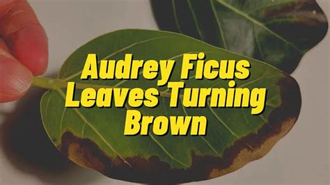 Causes And Solutions For Audrey Ficus Leaves Turning Brown Indoorean