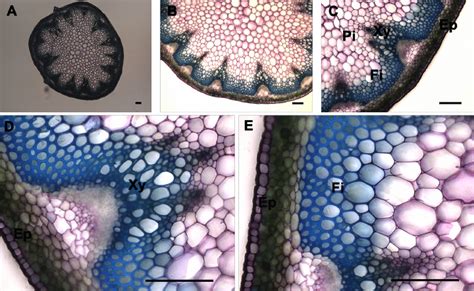 More images for plant cell wall staining » Toluidine blue O staining of A. thaliana stem cross ...