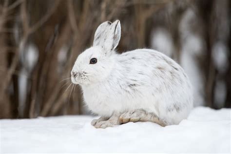 101 Facts About Snowshoe Hares North American Nature