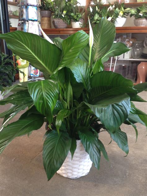 Peace Lily Plant In Malden Ma Obriens Florist And Greenhouses