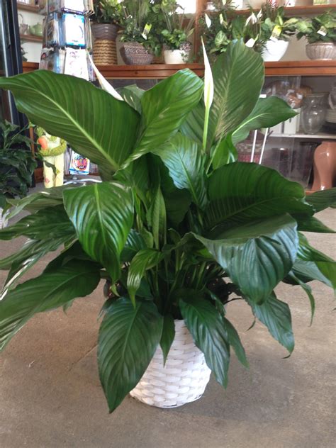 From you flowers works hard to maintain a network of reliable florists nationwide, but sometimes delivery issues cannot be avoided. Peace Lily Plant in Malden, MA | O'Brien's Florist ...