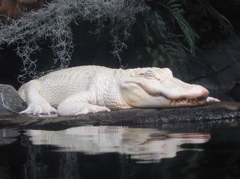 Albino Alligator One Of Two White Alligators At The Georgi Flickr