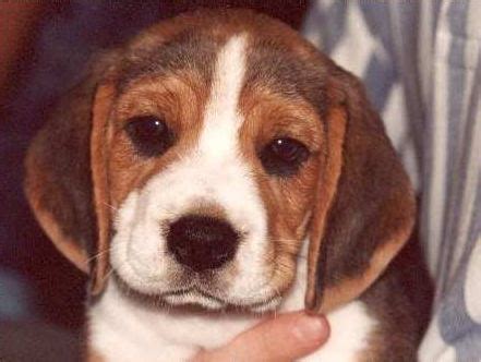 Find your new best friend below—or adopt at a petco store. Beagle Puppies FOR SALE ADOPTION from Tucson Arizona Pima ...