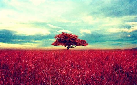 Wallpapers are available for download in eight sizes. trees, Red, Sky, Horizon, Clouds, Nature, Landscape Wallpapers HD / Desktop and Mobile Backgrounds