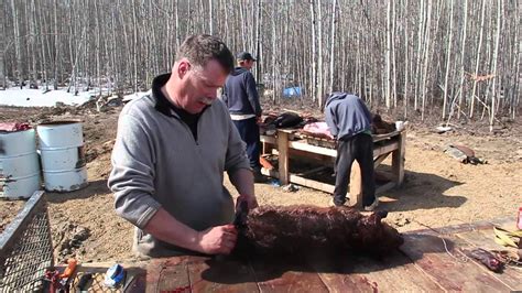 That will work to repel the beavers. The Life Of A Beaver Trapper - YouTube