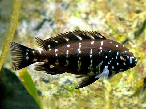 Tropheus Duboisi Aquarium Fish Cichlids African Cichlids