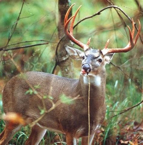 Deer Hunting Season Kicks Off With Alabama Black Belt Adventures