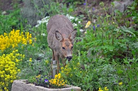 Reduce susceptibility by planting them near other plants known to be deer resistant. Do Deer Eat Peonies? (And Ways To Protect Peonies ...
