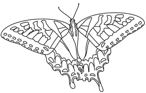 Tiger Swallowtail Butterfly Coloring Page Coloring Pages