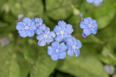 Blauwe Bloemen In De Lente Stock Afbeelding Image Of Piepklein 41703217