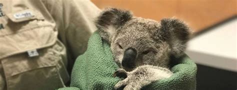 Givenow The Australia Zoo Wildlife Hospital