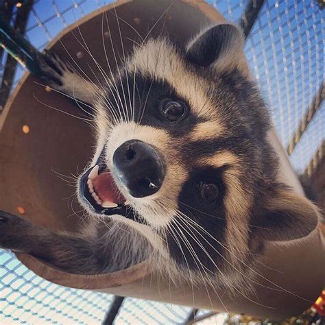 Pin By NАТusia Titova On Raccoon Еноты Cute Animals Pet Raccoon