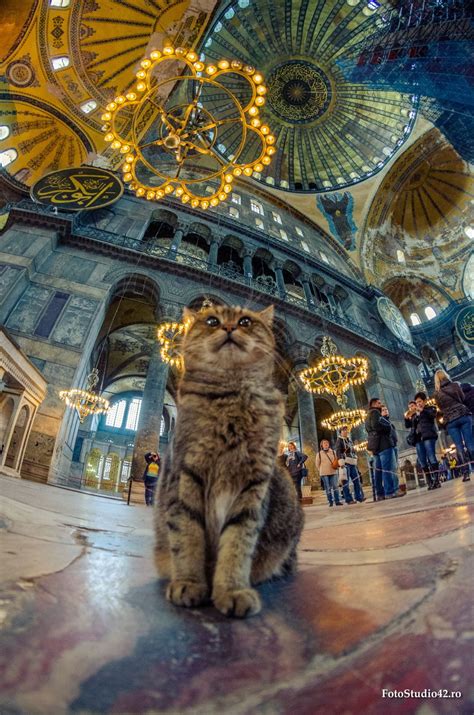 The Hagia Sophia Cat Hagia Sophia Cats Cat Photography