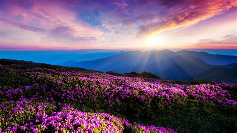 Magic Pink Rhododendron Flowers On Summer Mountain Carpathian Ukraine
