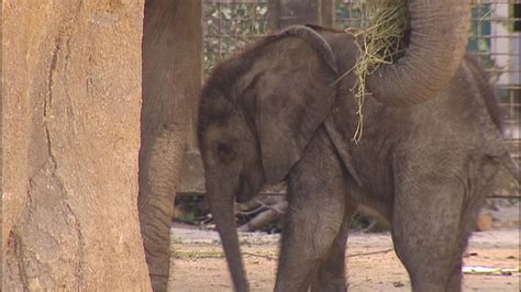 Dallas Zoos Baby Elephant Makes Public Debut